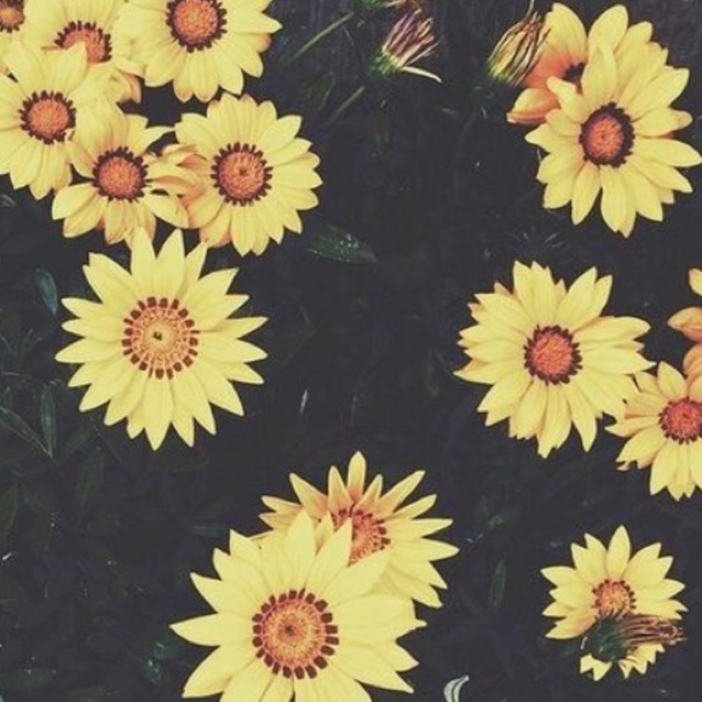 Hello All!🌻